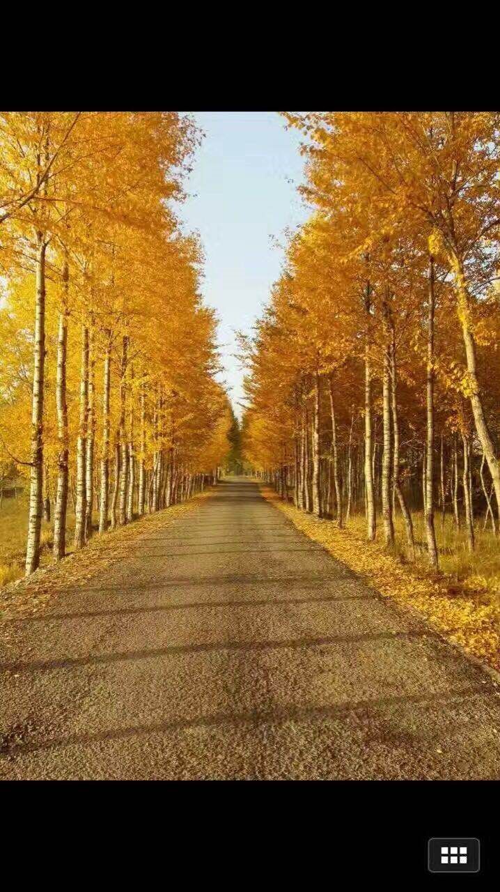 秋日林荫景观道